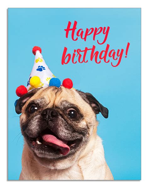 Sheba, Justia&39;s original HugPug, turns seven today For those of you lucky enough to have dogs around while you work, you know how wonderful it is to have these four-footed friends at any office. . Happy birthday pug dog